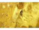 Nice Wasp Hymenoptera in spider web! Fossil Inclusion Ukrainian Rovno amber stone #10215R