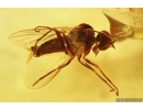 Nice Wasp Hymenoptera, Spider Beetle Ptinidae and 2 Dance flies Empididae. Ukrainian Rovno amber stone #10216R