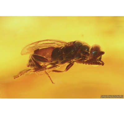 Nice Wasp Hymenoptera, Spider Beetle Ptinidae and 2 Dance flies Empididae. Ukrainian Rovno amber stone #10216R