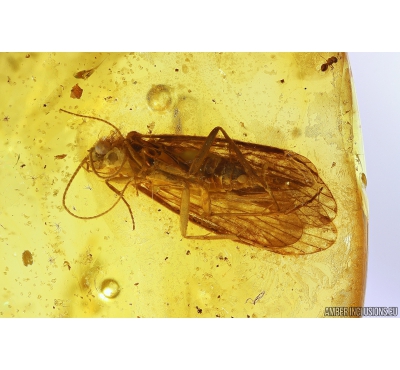 Caddisfly Trichoptera Fossil insect in Baltic amber #10218