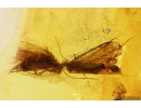 Three Caddisflies, Trichoptera. Fossil insects in Baltic amber #10219