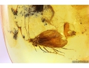 3 Caddisflies Trichoptera. Fossil inclusions in Baltic amber #10219