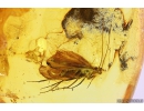 Three Caddisflies, Trichoptera. Fossil insects in Baltic amber #10219