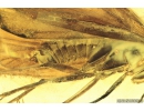 3 Caddisflies Trichoptera. Fossil inclusions in Baltic amber #10219