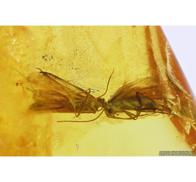 3 Caddisflies Trichoptera. Fossil inclusions in Baltic amber #10219