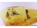 3 Caddisflies Trichoptera. Fossil inclusions in Baltic amber #10219