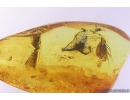 3 Caddisflies Trichoptera. Fossil inclusions in Baltic amber #10219