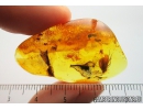 3 Caddisflies Trichoptera. Fossil inclusions in Baltic amber #10219