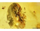 Thrips Thysanoptera, Ant Hymenoptera and More. Fossil inclusions in Baltic amber #10222