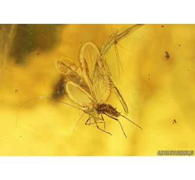 Very nice Aphid Aphididae Fossil insect in Ukrainian Rovno amber #10223R