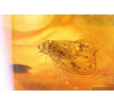 Nice Psocid, Psocoptera. Fossil insect in Baltic amber #10224