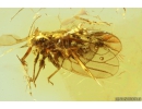 Rare Psyllid Psylloidea. Fossil insect in Baltic amber #10226