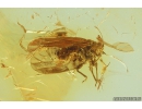 Rare Psyllid Psylloidea. Fossil insect in Baltic amber #10226