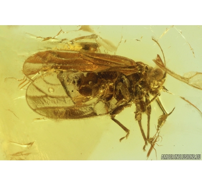 Rare Psyllid Psylloidea. Fossil insect in Baltic amber #10226