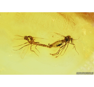 Biting midges Mating (Copula), Ceratopogonidae. Fossil insects in Baltic amber #10227
