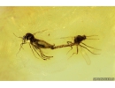Biting midges Mating (Copula), Ceratopogonidae. Fossil insects in Baltic amber #10227
