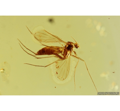 Nice Fungus gnat Mycetophilidae. Fossil insect in Big 29g Ukrainian Rovno amber #10230R