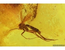 Nice Leaf, Fungus Gnats and More. Fossil inclusions Ukrainian Rovno amber #10238R