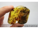 Nice Plant and More. Fossil inclusions in Ukrainian Rovno amber #10240R