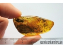 Nice Thuja. Fossil inclusion in Ukrainian Rovno amber #10241R