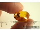 Nice Seed vessel. Fossil inclusion in Baltic amber #10242