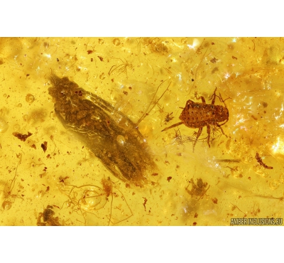 Seed vessel, Aphid, 13mm Spider and More. Fossil inclusions in Baltic amber #10243