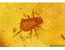 Seed vessel, Aphid, 13mm Spider and More. Fossil inclusions in Baltic amber #10243