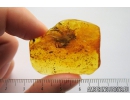 Seed vessel, Aphid, 13mm Spider and More. Fossil inclusions in Baltic amber #10243