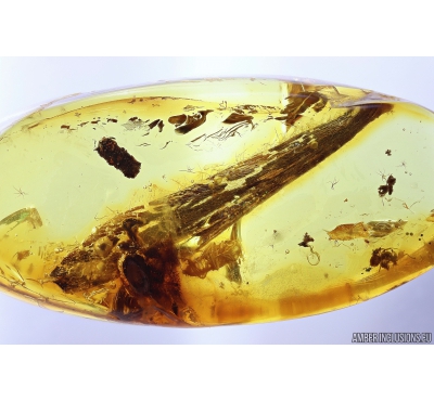 Leaf, Leafhopper Cicadellidae, Coprolite and More.  Fossil inclusions in Baltic amber #10244