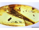 Leaf, Leafhopper Cicadellidae, Coprolite and More.  Fossil inclusions in Baltic amber #10244