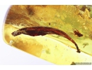 Rare Leaf, Rare Beetle larva Dermestidae and Long-legged fly Dolichopodidae. Ukrainian Rovno amber #10245R