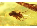 Rare Leaf, Rare Beetle larva Dermestidae and Long-legged fly Dolichopodidae. Ukrainian Rovno amber #10245R