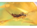 Rare Leaf, Rare Beetle larva Dermestidae and Long-legged fly Dolichopodidae. Ukrainian Rovno amber #10245R