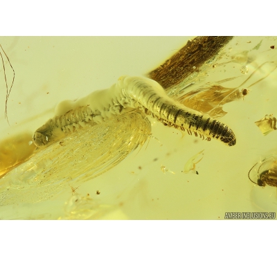 Rare Millipede Diplopoda, Leaf, Gnat with Eggs, Spider, Coccid and More. Fossil inclusions in Ukrainian Rovno amber #10246R