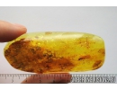Termite. Fossil insect in Big Ukrainian Rovno amber stone #10247R