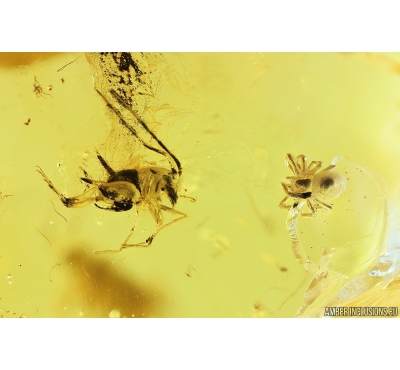 Cricket Orthoptera, Spider Araneae and Bug Meridae. Fossil inclusions in Baltic amber #10249