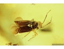 Cricket Orthoptera, Spider Araneae and Bug Miridae. Fossil inclusions in Baltic amber #10249