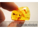 Cricket Orthoptera, Spider Araneae and Bug Miridae. Fossil inclusions in Baltic amber #10249