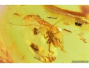Nice Cricket Orthoptera. Fossil insect in Baltic amber #10250