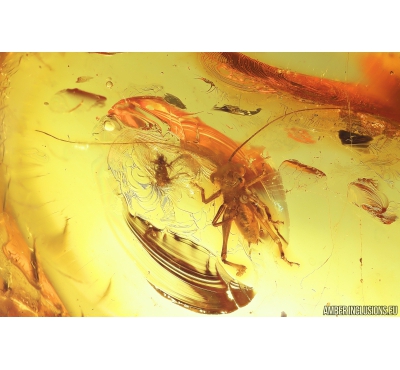 Nice Cricket Orthoptera. Fossil insect in Baltic amber #10250