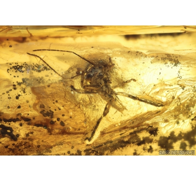 Nice Gladiator Mantophasmatodea. Fossil insect in Ukrainian Rovno amber #10251R