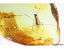 Crane fly Limoniidae. Fossil Inclusion Ukrainian Rovno amber #10253R