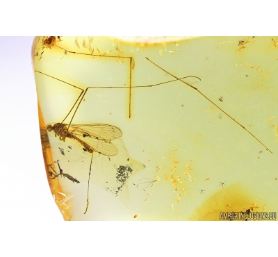 Crane fly Limoniidae. Fossil Inclusion Ukrainian Rovno amber #10254R