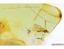 Crane fly Limoniidae. Fossil Inclusion Ukrainian Rovno amber #10254R