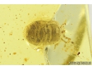 Nice Mite Acari with Fungus. Fossil Inclusions Ukrainian Rovno amber #10256R