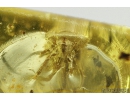 Nice Mite Acari with Fungus. Fossil Inclusions Ukrainian Rovno amber #10256R