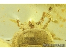 Nice Mite Acari with Fungus. Fossil Inclusions Ukrainian Rovno amber #10256R