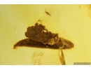 Nice Leaf, Moss and More. Fossil inclusions in Baltic amber #10257