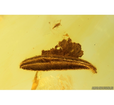 Nice Leaf, Moss and More. Fossil inclusions in Baltic amber #10257