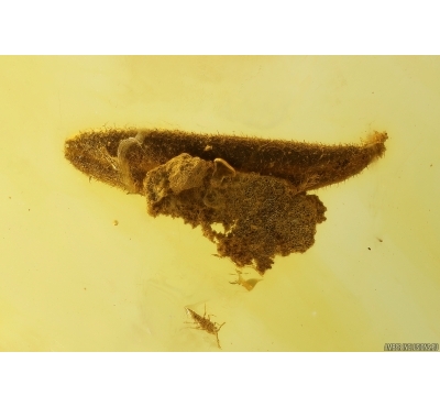 Nice Leaf, Moss and More. Fossil inclusions in Baltic amber #10257
